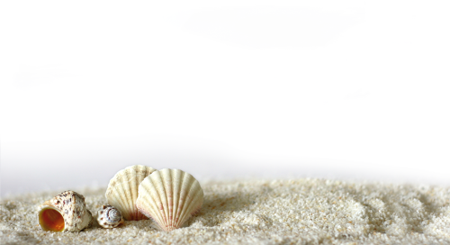 Beach Of La Concha Seashell Light Shell Beach Sand Png Transparent