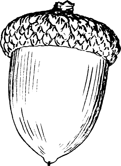 Acorn Drawing Of An Acorn