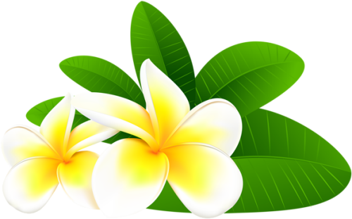 0, Frangipani Png