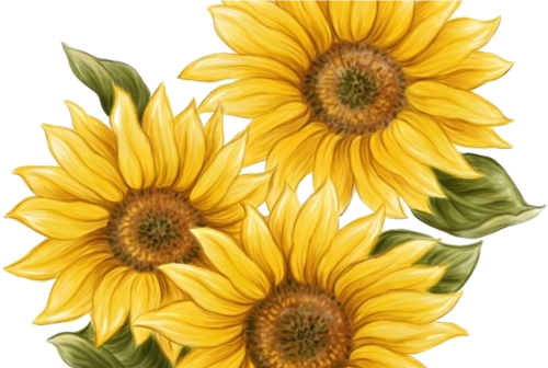 15 Watercolor Sunflower Png For Free Download On Mbtskoudsalg Sunflower Twenty One Pilots