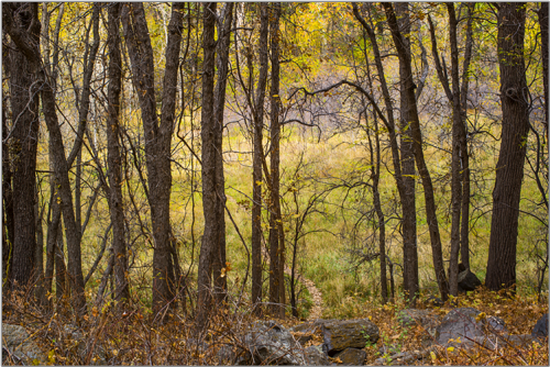 Ash Tree Stand In Fall Treestand