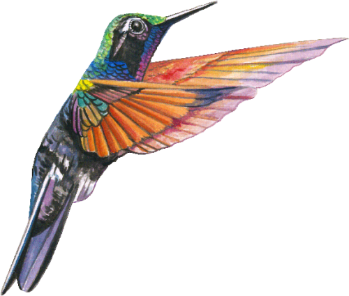 Aves Hummingbird Free Download