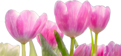 Beautiful Watercolor Pink Flowers Png Flower