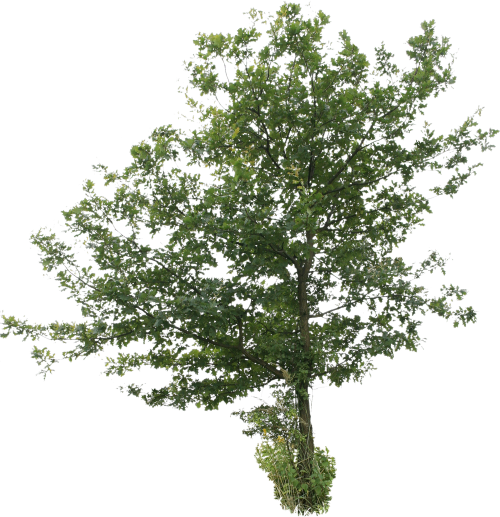 2d Trees Tree Cut Out Png