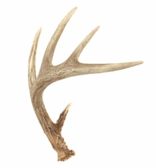 Authentic Deer Antler Large Deer Antler Cartoon