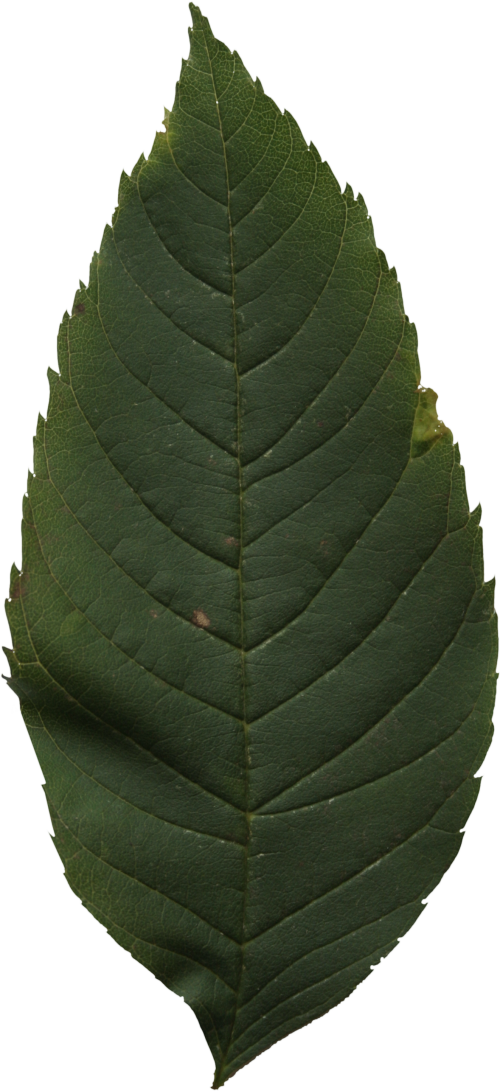 2d Leaves Ulmus Alata