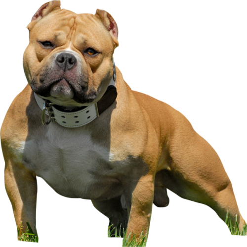 American Bully American Bully Pitbull Png