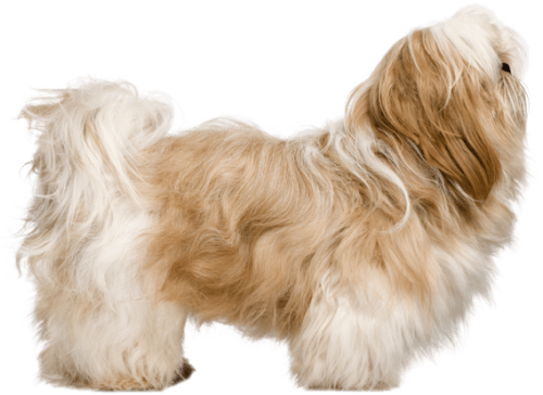 Appearance Of Shih Tzu Shih Tzu Biggest Size