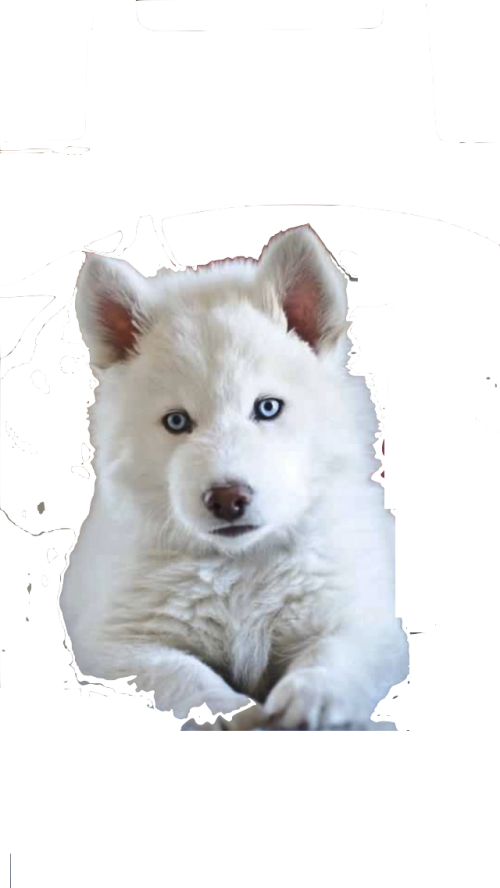 White Siberian Husky Siberian Husky Puppies Husky Siberiano Blanco Ojos Azules Cachorro