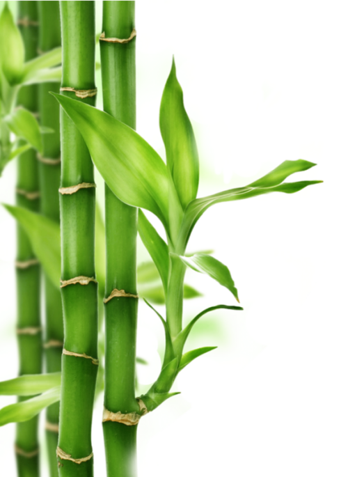 Zen Bamboo Png