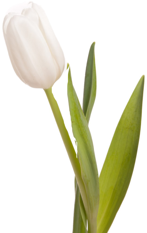 White Tulips