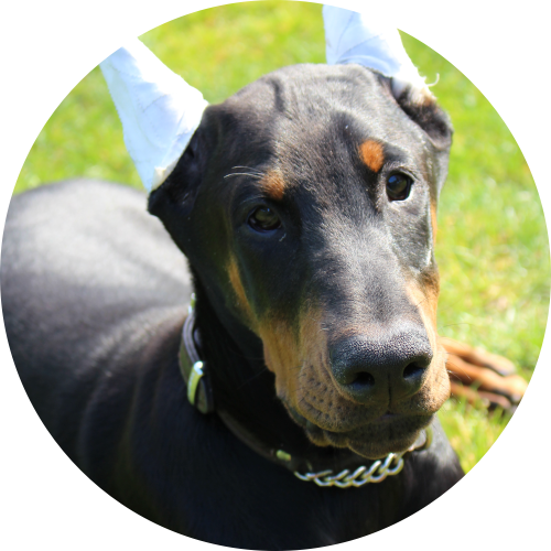 West Coast Doberman Ranch Is A Family Owned And Operated