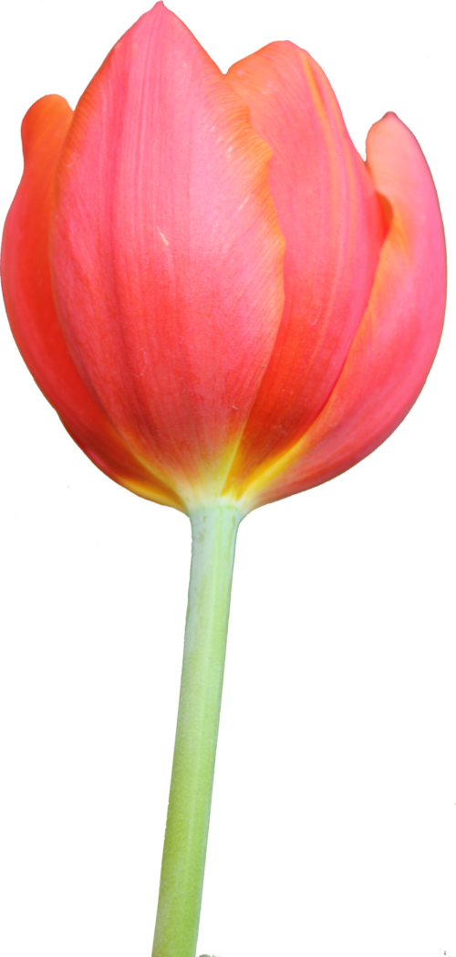 Tulip Clipart Orange Tulip Png Images Hd