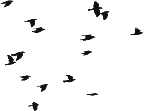 Birds Flying Png Image Birds Flying Silhouette Png