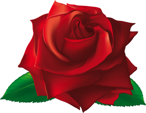 View Full Size Single Rose Flowers Png