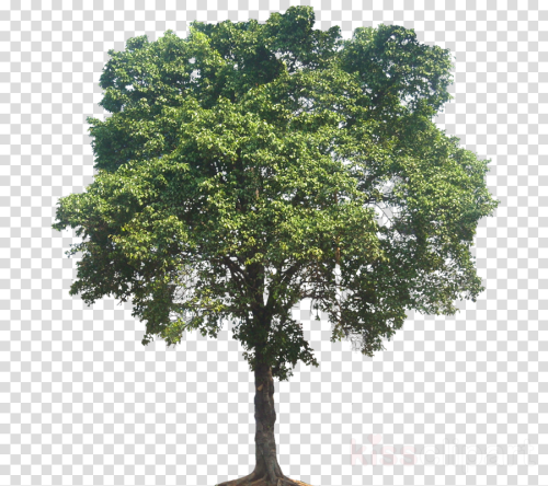 Elm Tree Png Clipart Tree Sycamore Maple Mexican Pinyon