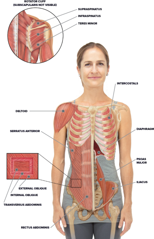 Torso And Shoulder Anatomy Standing