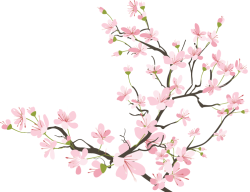 Twig Drawing Cherry Blossom Picture Royalty Free Library Cherry Blossom Transparent Background