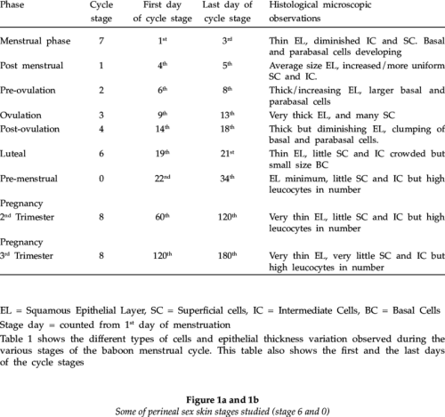 Baboon Vaginal Histological Observations Number