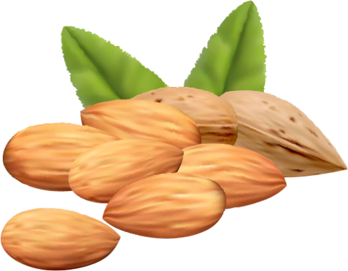 Almond Png Clipart Image Nuts Vector Png