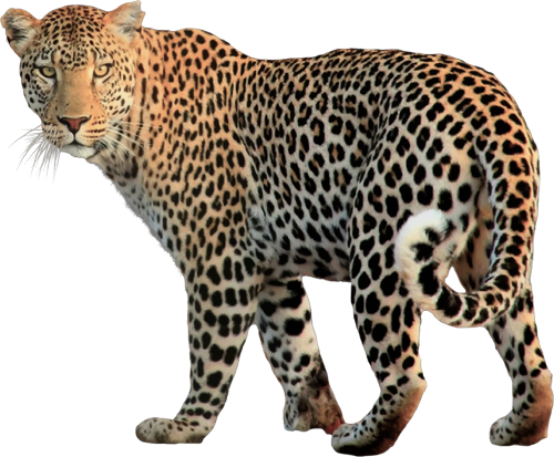 Animal Png Clip Freeuse Download Jaguar Png