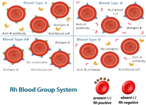 Who Can Donate Or Receive Blood Blood Type Antibodies