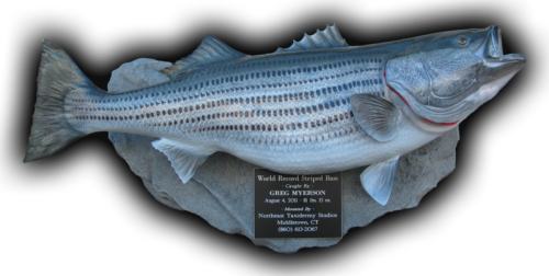 World Record Striped Bass Fish Mount Replica 81 Lbs,