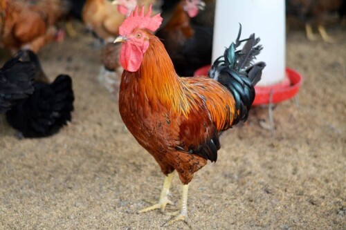 Organic Desi Rooster in Hyderabad.