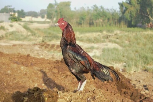 Best Aseel Rooster in Hyderabad.