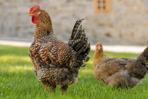 Tender Chicken Rooster