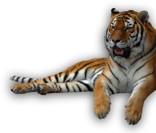 Animal Recents Tigers Png