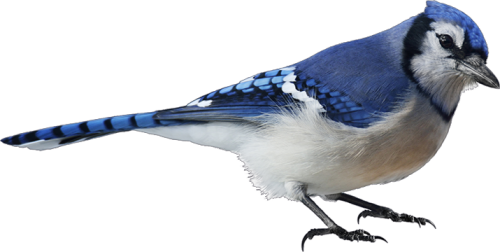 Blue Jay Blue Jay Png