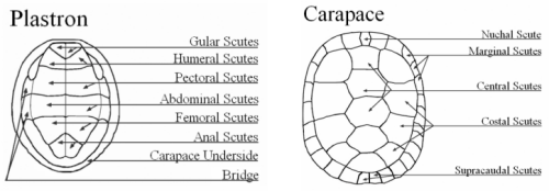 Basic Aquatic Turtle Knowledge Turtle Shell Anatomy