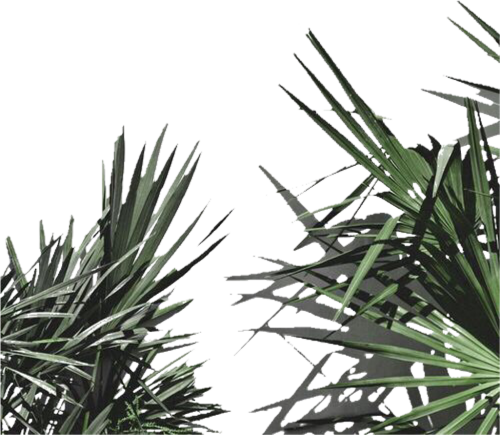 Aesthetic Plant Leaves Png Freetoedit Plant Aesthetic White