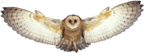 Barn Owl Png Photo Transparent Background Flying Owl Png