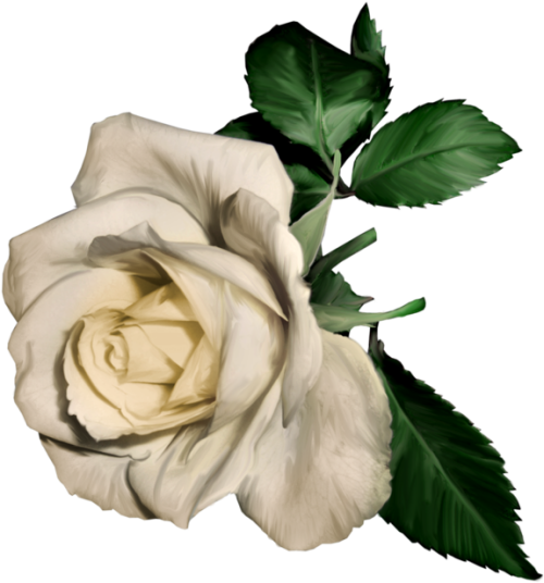 3d White Rose White Rose Painting Png