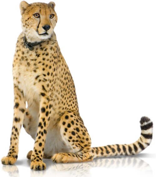 05 Support Panel 2 hd Cheetah Png Hd