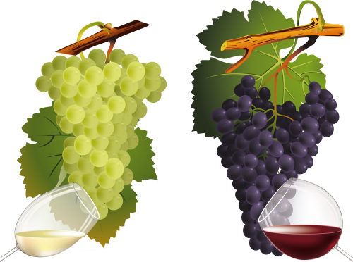 0 Af2c6 Fcb99b7f Orig Wine Grape Grapes Vector